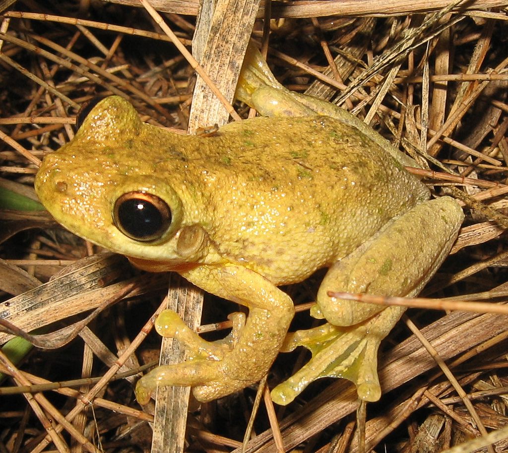 Photo of a Litoria Tyleri, more commonly known as Tyler's Tree Frog
